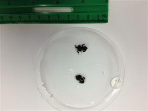 tiny toads 